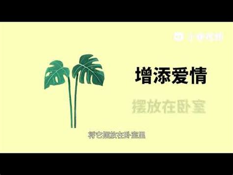 龜背芋寓意|家居風水佈局指南：龜背芋放哪裡？辦公室、客廳、玄關擺放位置。